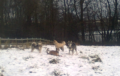 druids pack in the snow