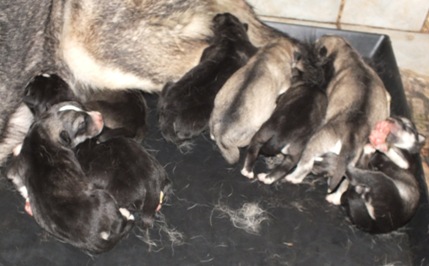 tundras day old pups