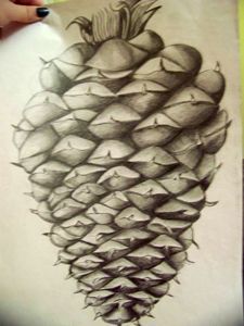 fir cone fine drawing