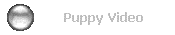 Puppy Video