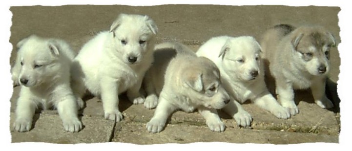 4 week old puppies