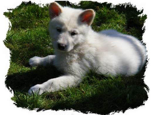 white pup