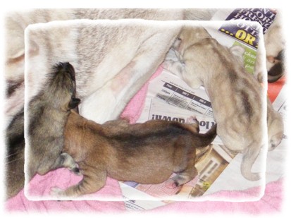 newborn pups