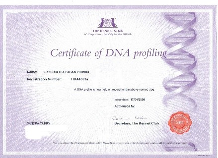 pagans dna certificate