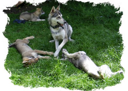 pagan and her pups