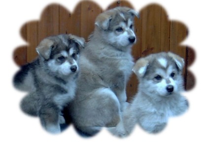 three pups