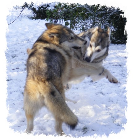 whisper and timber in the snow