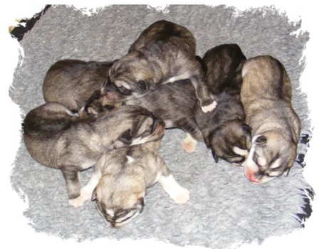 wiccas pups 1 day old
