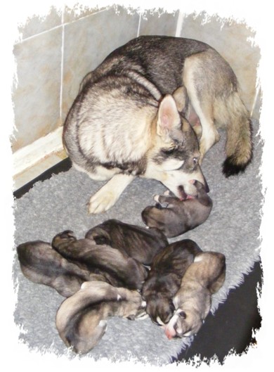 wicca and pups 1 day old