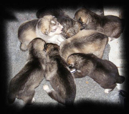 wiccas pups 3 wks